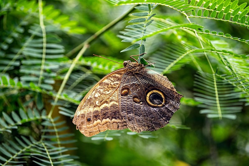 Butterfly effect